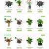 Theme wordpress chậu cây mini